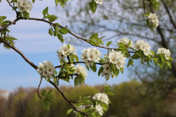 Snow-white flowers bloomed on pear tree in early spring. 