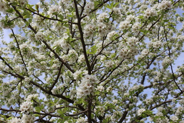 Fototapeta premium Snow-white flowers bloomed on pear tree in early spring. 