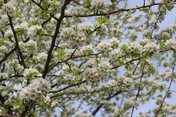 Snow-white flowers bloomed on pear tree in early spring. 