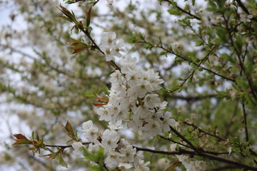 
Snow-white flowers bloomed on cherry plum in early spring