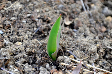 First fresh tulip sprout spring time