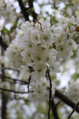 
Snow-white flowers bloomed on cherry plum in early spring