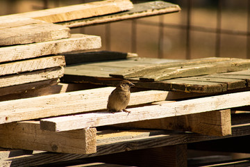 bird on the wood, little bird
