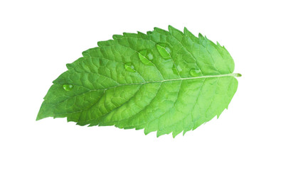 Mint leaf with water drops isolated on white background