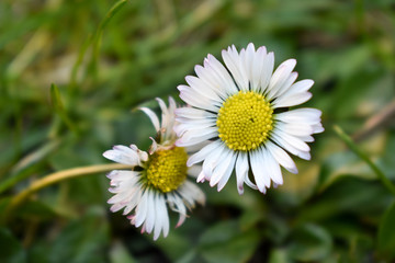 Fototapeta premium Wiosenna stokrotka na zielonej trawie.