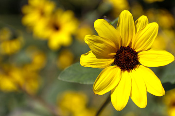 Single yellow flower Portrait background
