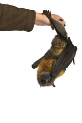 Fruit bat (flying fox) hanging upside down on white background.