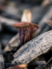 Closeup of an old mushroom
