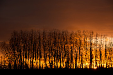 poplars in the sunset