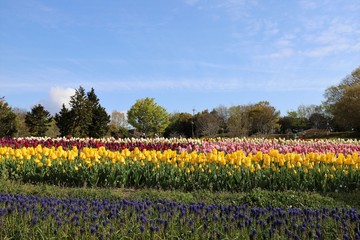 馬見丘陵公園　チューリップ畑