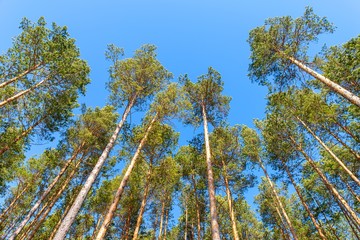 Tall slender pines against the blue sky
