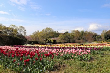 馬見丘陵公園　チューリップ畑