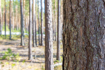 Pine trunk close-up on a background of spring forest