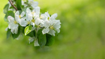 Blossom branch of apple tree on a light green yellow natural background. Blooming orchard, white petal fruit tree flower