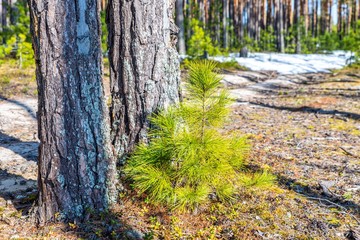 Little pine grows near large trees