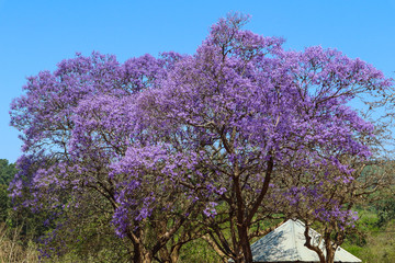 lilac tree in bloom in spring