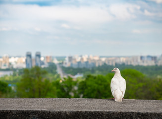 Nice white pigeon looking at Kiev city left coast panoramic view