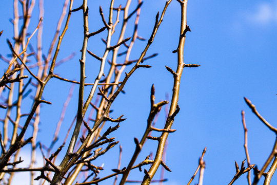 Spring awakening artistic photo of pear tree branches with leaf ovules and bunches forming a spiky compisition.