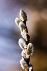 Artistic willow tree branches before the blooming with fluffy catkin forming a compisition against the light of the sky.