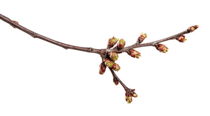 Cherry tree branch on an isolated white background. Fruit tree sprout with leaves isolate.