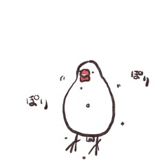 ごはんを食べながら口からこぼす白文鳥