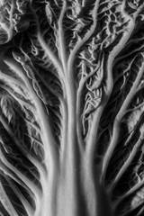 Leaf of chinese cabbage - cabbage texture, macro shot, close up - black and white - 339862251