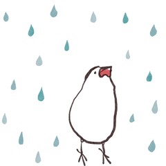 雨の雫と上を見上げる文鳥