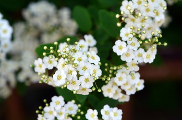 Winzige weiße Blüten an einem Strauch