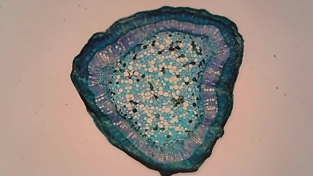 Microscope Cotton Stem Cross Section x500