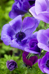 Rassemblement pour march&eacute; aux plantes du printemps