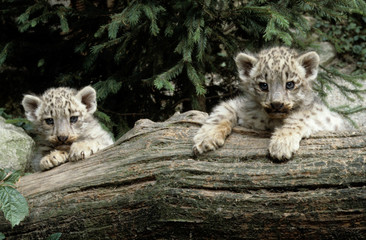 Snow Leopard