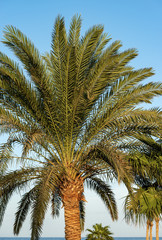 Naklejka na ściany i meble Group of palm trees in the coastline of the Red Sea with clear sky. Egypt, Africa