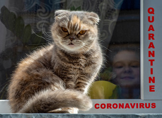A cat waits for a walk by a boy who looks out the window and sits at home because it is the quarantine on Coronavirus Outbreak.