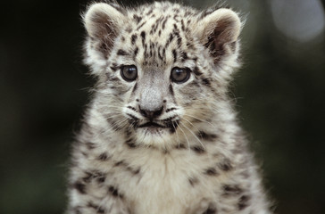 Snow Leopard