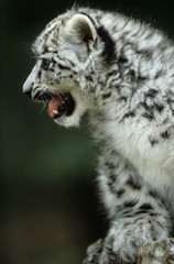 Snow Leopard