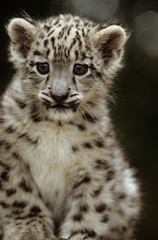 Snow Leopard