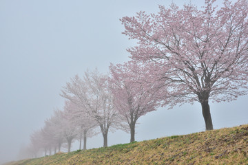 Obraz premium 朝霧に包まれる桜並木