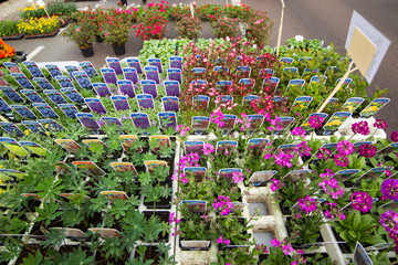 Rassemblement pour marché aux plantes du printemps