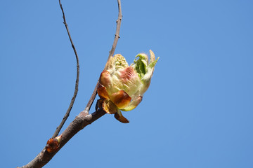 Chestnut tree blooms in spring