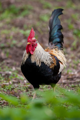 The cock is the male of the gallus domesticus species of galiform and fasianid birds. The brown rooster stands on green land and looks around.