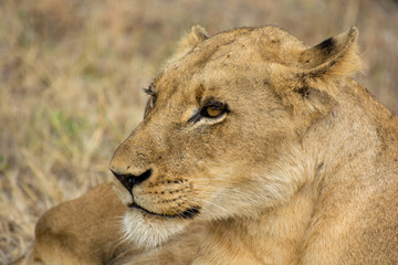 Portrait of a young female lion (Panthera leo) taken in the Sabi Sands, South Africa