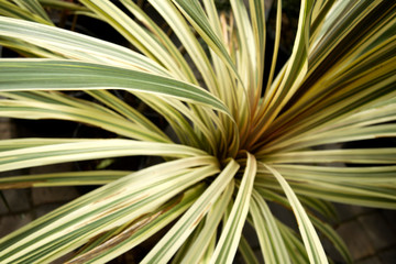 Rassemblement pour marché aux plantes du printemps
