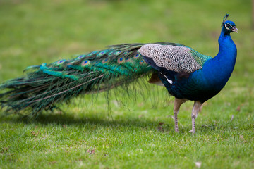 Fototapeta premium Beautiful peacock on green grass