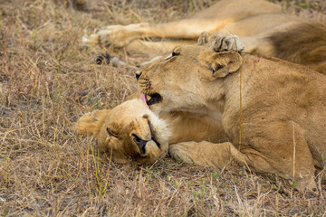 A pair of young lionesses (Panthera leo)grooming in the Sabi Sands Reserve, South Africa