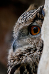 Headshot of an European eagle-owl (Bubo bubo) – standing in a rock hollow
