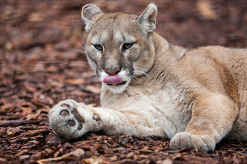 Detail of a cougar (Puma concolor) standing on wooden pieces with his tongue out from the mouth