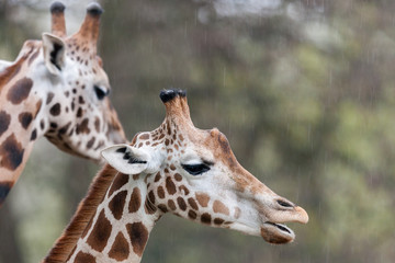 Headshot of two giraffe (Giraffa camelopardalis tippelskirchii) during a rain at Nyiregyhaza Zoo, Hungary