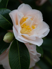 White camelia flower in full bloom