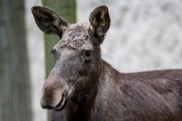Headshot of a female western moose (Alces alces andersoni)