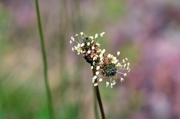 Nahaufnahme einer Spitzwegerichblüte